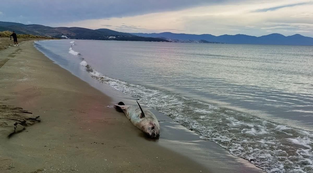 İzmir’de son bir haftada 3 ölü yunus sahile vurdu, EKODOSD trol ağlarına dikkat çekti